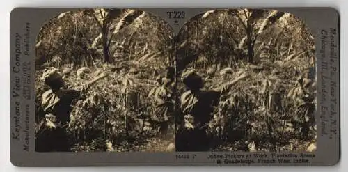Stereo-Fotografie Keystone View Company, Meadville, Ansicht Guadeloupe / French West Indies, Coffee Pickers at Work
