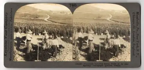 Stereo-Fotografie Keystone View Company, Meadville, Ansicht Epernay / Champagne, Vineyards Covering Sunny Fields