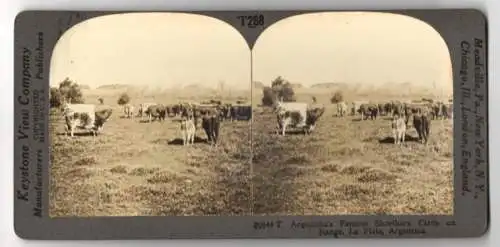 Stereo-Fotografie Keystone View Company, Meadville, Ansicht La Plata / Argentina, Shorthorn Cattle on Range