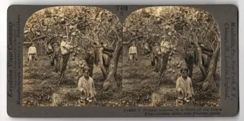 Stereo-Fotografie Keystone View Company, Meadville, Ansicht Palermo / Sizilien, Picking Lemons in a Grove of the Conca