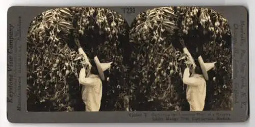Stereo-Fotografie Keystone View Company, Meadville, Ansicht Cuernavaca / Mexico, Gathering the Fruit of a Mango Tree