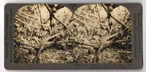 Stereo-Fotografie Keystone View Company, Meadville, Ansicht Dominica / British West India, Growth of Cacao Pods