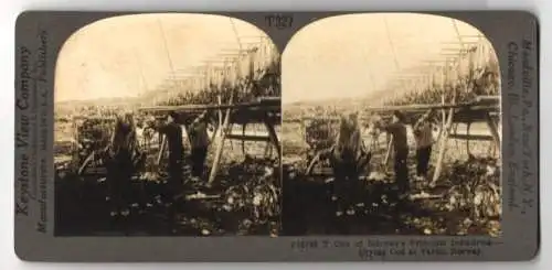 Stereo-Fotografie Keystone View Company, Meadville, Ansicht Vardo / Norway, Drying Cod