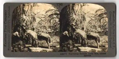 Stereo-Fotografie Keystone View Company, Meadville, Ansicht Costa Rica, Harvesting Bananas