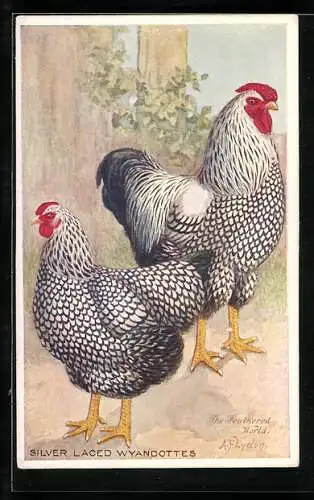 Künstler-AK Hühnerrasse Silver Laced Wyandottes, Hahn und Henne