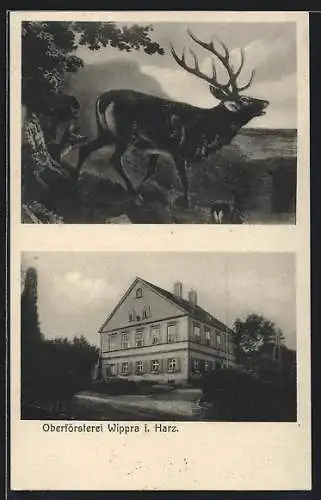 AK Wippra i. Harz, Oberförsterei, röhrender Hirsch