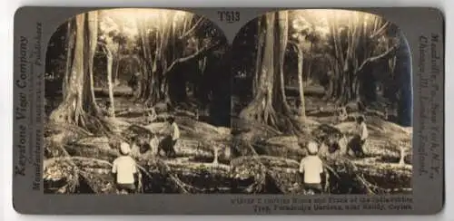 Stereo-Fotografie Keystone View Company, Meadville, Ansicht Kandy / Ceylon - Sri Lanka, Roots & Trunk India Rubber Tree