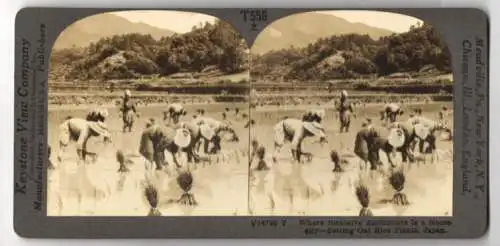 Stereo-Fotografie Keystone View Company, Meadville, Ansicht Japan, Setting Out Rice Plants