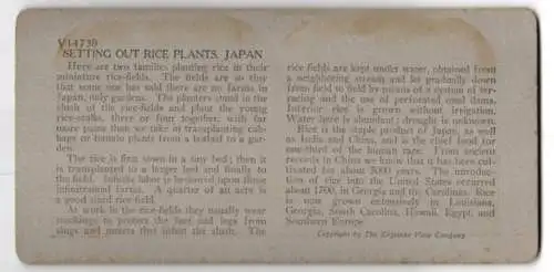 Stereo-Fotografie Keystone View Company, Meadville, Ansicht Japan, Setting Out Rice Plants