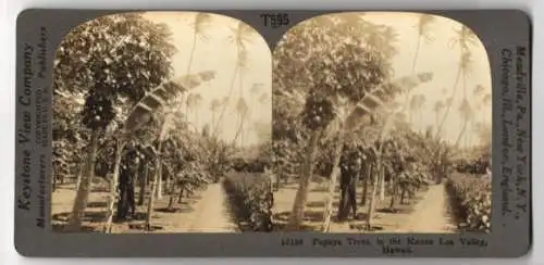 Stereo-Fotografie Keystone View Company, Meadville, Ansicht Mauna Loa / Hawaii, Papaya Trees