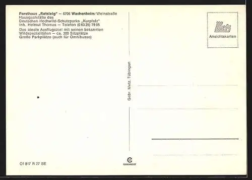 AK Wachenheim / Weinstrasse, Gasthaus Rotsteig, Innenansicht der Veranda