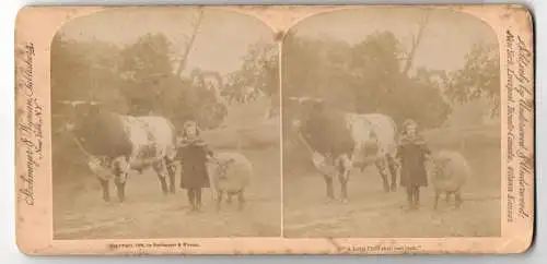 Stereo-Fotografie Strohmeyer & Wyman, New York, kleines Mädchen mit bulligem Ochsen und dickem Schaf