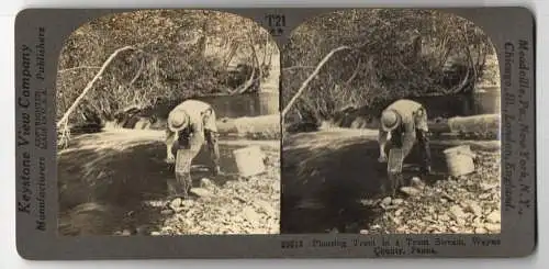 Stereo-Fotografie Keystone View Co., Meadville, Planting Trout in a Trout Stream, Wayne Country, Forellenzucht