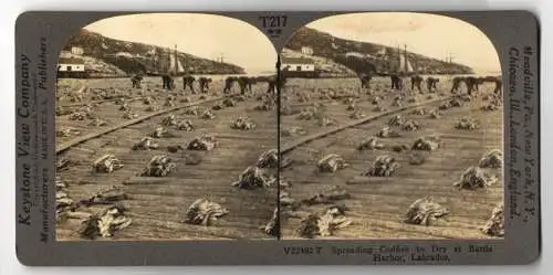 Stereo-Fotografie Keystone View Co., Meadville, Ansicht Battle Harbor, Spreading Codfish to Dry at Battle Harbor