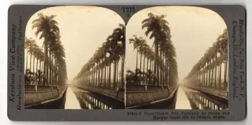 Stereo-Fotografie Keystone View Co., Meadville, Ansicht Rio de Janeiro, Palm-fringed Rua Viscounte de Itauna and Manque