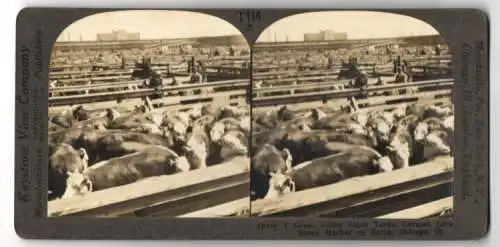 Stereo-Fotografie Keystone View Co., Meadville, Ansicht Chicago / Ill., the great Union Stock Yards, largest live Market