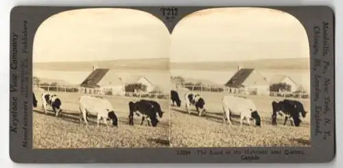 Stereo-Fotografie Keystone View Co., Meadville, Ansicht Quebec, the Land of the Habitant, Cow Farm