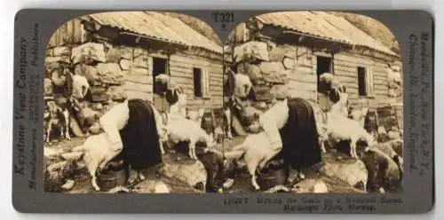Stereo-Fotografie Keystone View Co., Meadville, Ansicht Hardanger, Milking the Goats on a Mountain Saeter, Norway