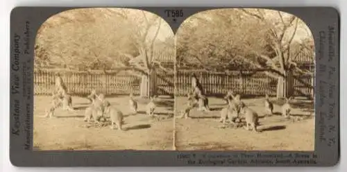 Stereo-Fotografie Keystone View. Co., Meadville, Ansicht Adelaide, Kangaroos in the Zoological Garden