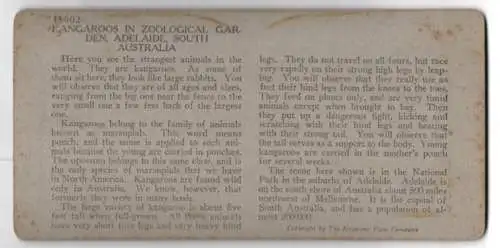 Stereo-Fotografie Keystone View. Co., Meadville, Ansicht Adelaide, Kangaroos in the Zoological Garden