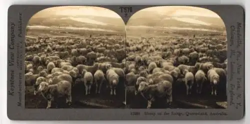 Stereo-Fotografie Keystone View. Co., Meadville, Sheeps on the Range in Queensland, Schafherde in Australien