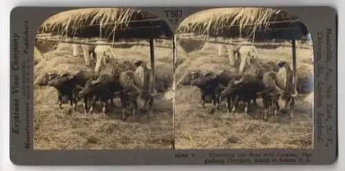 Stereo-Fotografie Keystone View Co., Meadville, Ansicht Pangasinan, Island of Luzon, Threshing Rice with Carabao
