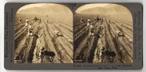 Stereo-Fotografie Keystone View Co., Meadville, Ansicht Lima, Planting Sugar Cane in a Large Hacienda, Peru