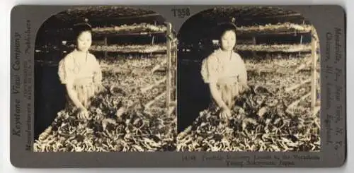 Stereo-Fotografie Keystone View Co., Meadville, feeding Mulberry Leaves to the Silkworms, Japan, Seidenraupenzucht