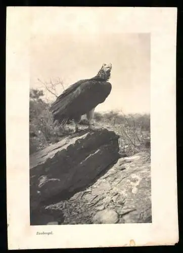 Fotografie unbekannter Fotograf, Ansicht Deutsch-Südwestafrika / Namibia, Raubvogel sitzt auf einem Felsvorsprung