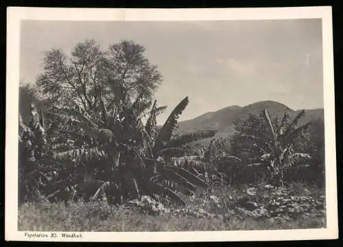 Fotografie unbekannter Fotograf, Ansicht Klein Windhuk - Klein Windhoek / Deutsch-Südwestafrika, Vegetation am Stadtrand