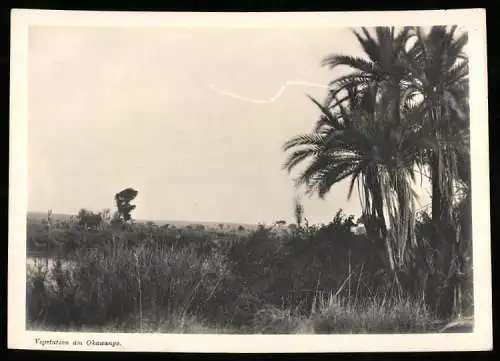 Fotografie unbekannter Fotograf, Ansicht Deutsch-Südwestafrika / Namibia, Vegetation am Okawango