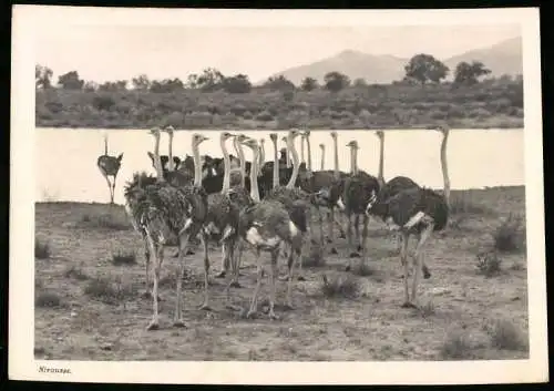 Fotografie unbekannter Fotograf, Ansicht Deutsch-Südwestafrika / Namibia, Strausse am Ufer eines Gewässers