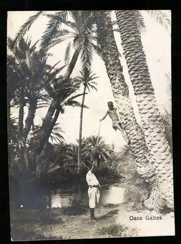 Fotografie unbekannter Fotograf, Ansicht Gabes / Tunesien, Afrikaner ernten Palmfrüchte in der Oase