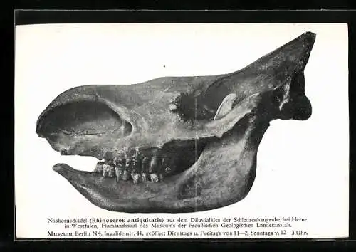 AK Berlin, Museum der Prss. Geologischen Landesanstalt, Nashornschädel aus dem Diluvialkies der Schleusengrube bei Herne