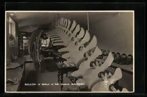 AK Blackgang, Skeleton of Whale in the Bazaar Blackgang