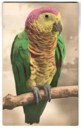 Glasaugen-AK Papagei auf einem Ast
