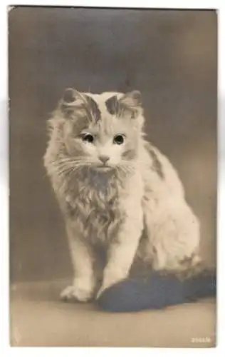 Glasaugen-AK Weisses Kätzchen