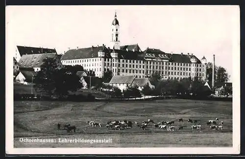 AK Ochsenhausen, Weidende Rinder vor der Lehrerbildungsanstalt