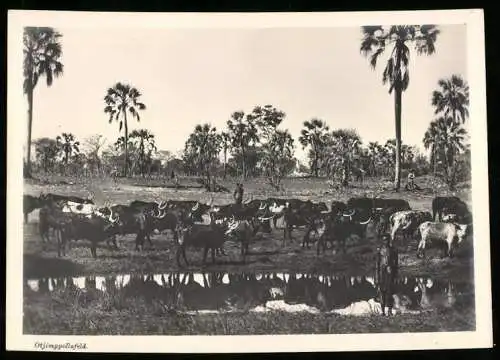 Fotografie unbekannter Fotograf, Ansicht Otjimppollofeld - Deutsch-Südwestafrika / Namibia, Eingeborener hütet Rinder
