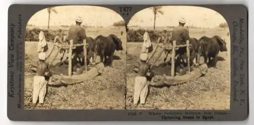 Stereo-Fotografie Keystone View Co., Meadville, where primitive Methods still Obtraim, Theshing Beans in Egypt