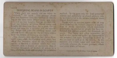 Stereo-Fotografie Keystone View Co., Meadville, where primitive Methods still Obtraim, Theshing Beans in Egypt