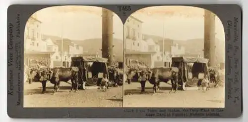 Stereo-Fotografie Keystone View Co., Meadville, Ansicht Funchal, Oxteam and Sledge in Madeira