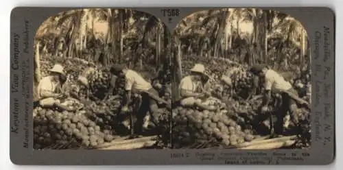 Stereo-Fotografie Keystone View Co., Meadville, Ansicht Pagsanjan, Husking Coconuts on the Island of Luzon