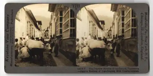 Stereo-Fotografie Keystone View Co., Meadville, Ansicht La Guayra, delivering Milk in Narrow Streets, Venezuela