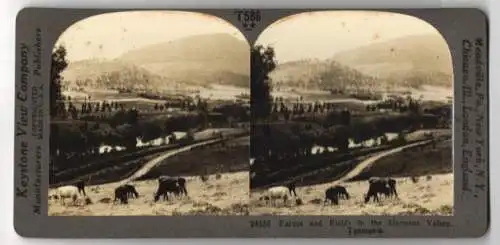 Stereo-Fotografie Keystone View Co., Meadville, Ansicht Tasmania, Farms and Field in the Derwent Valley