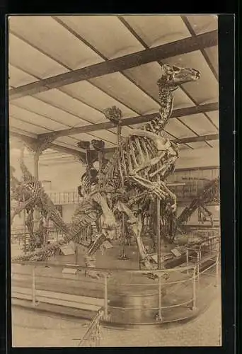 AK Bruxelles, Musée Royal d`Histoire, Fossil eines Iguanodon
