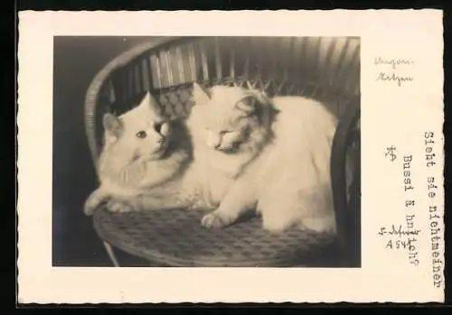 AK zwei Angorakatzen auf einem Stuhl, Katze