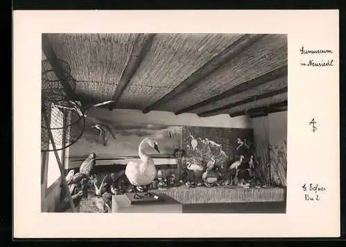 AK Neusiedl, Innenansicht vom Seemuseum