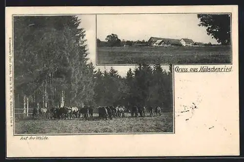 AK Hübschenried, Ortsansicht, Kühe auf der Weide