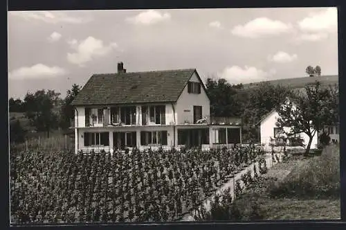 AK Immenstaad, Pension & Cafe Röhrenbach, Rebstöcke am Hang